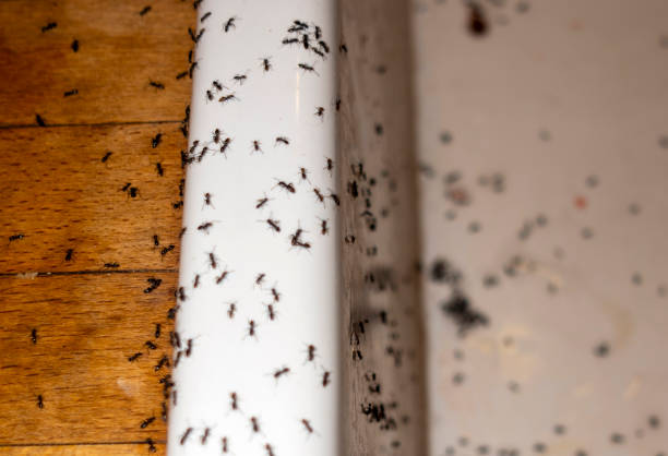 Best Wildlife Control Services  in Brass Castle, NJ