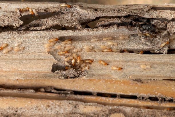 Best Cockroach Control Services  in Brass Castle, NJ