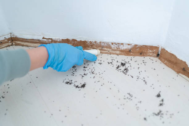 Best Bed Bug Extermination  in Brass Castle, NJ